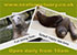Cornish Seal Sanctuary Advert