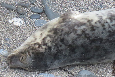 Daffy - photo by Sue Sayer of the Cornish Seal Group