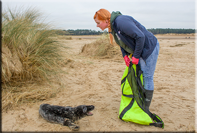 Biggest Seal Release of the Year