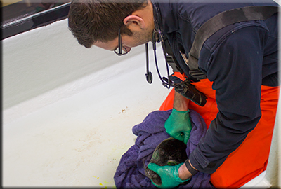Biggest Seal Release of the Year