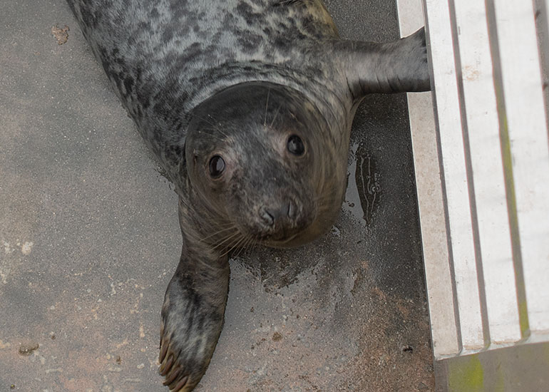 David Hasselhoff, rescued seal pup