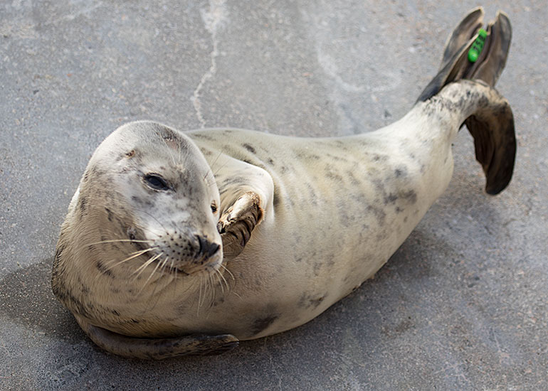Dewgong