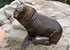 Patagonian Sea Lions
