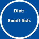 Diet:  Small fish