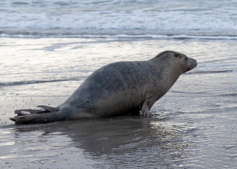 Dill - Seal Release - 3rd April 2023 - Photo Credit : Chris Webber (Freelance Photographer) - BDMLR