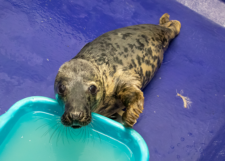 Dim Sum, rescued seal pup