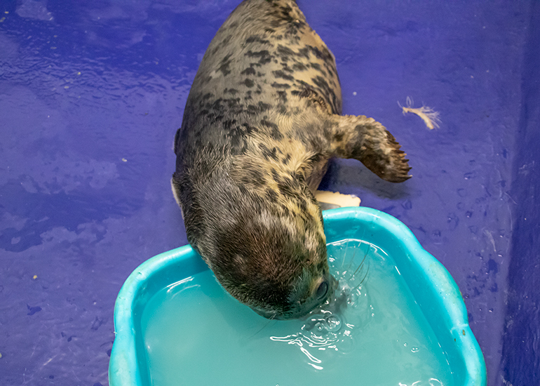 Dim Sum, rescued seal pup