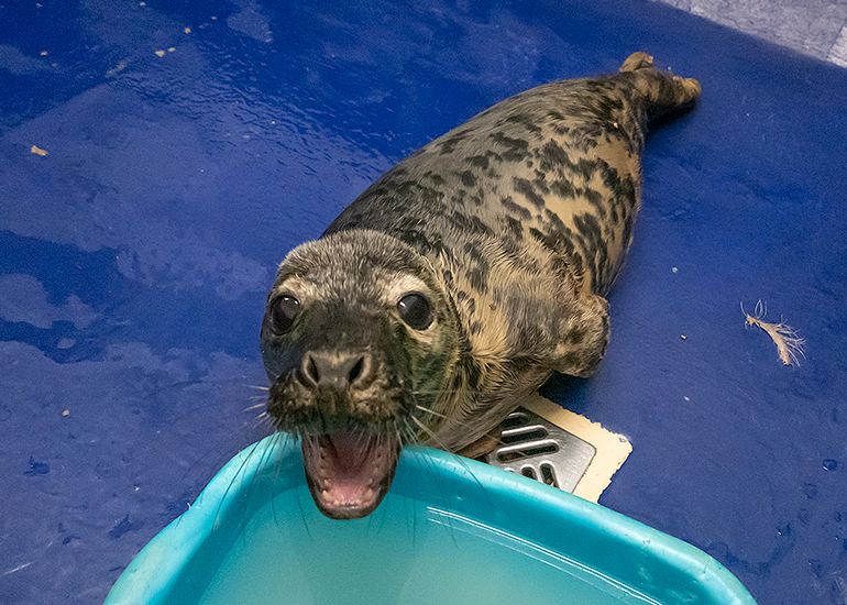 Dim Sum, rescued seal pup