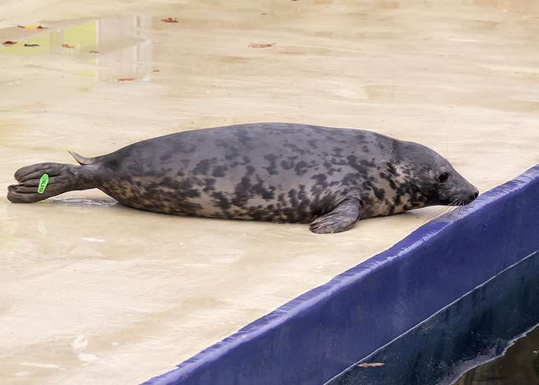 Dim Sum, rescued seal pup