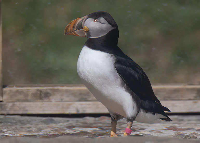 Disa - Puffin