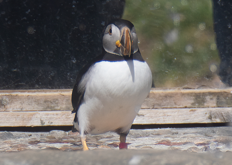Disa - Puffin