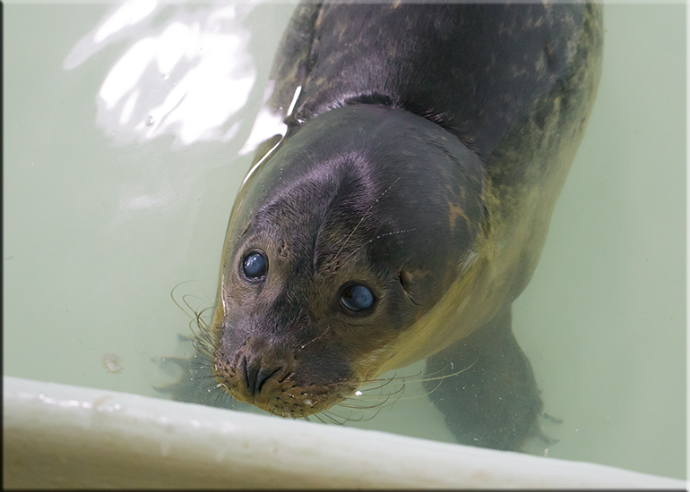 Dixie - photo taken on 20th October 2016