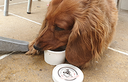 Doggie Ice Cream