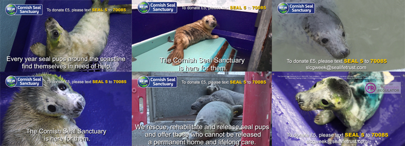 Donate to the Cornish Seal Sanctuary - PLAY ME