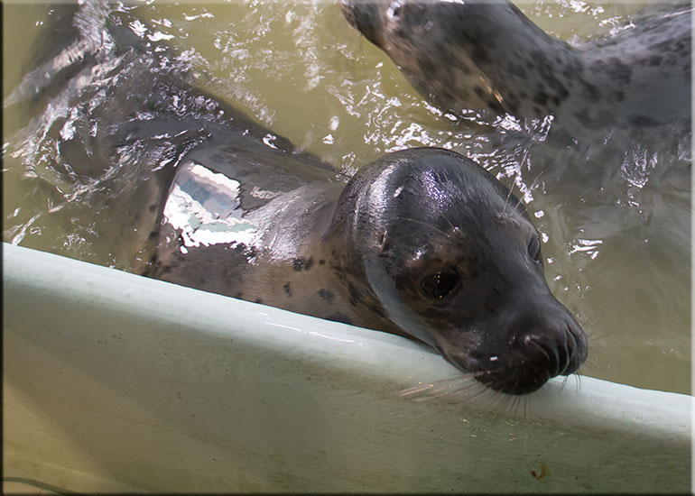 Donner - photo taken on 27th February 2016