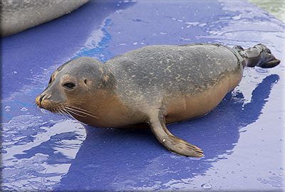 Dugong