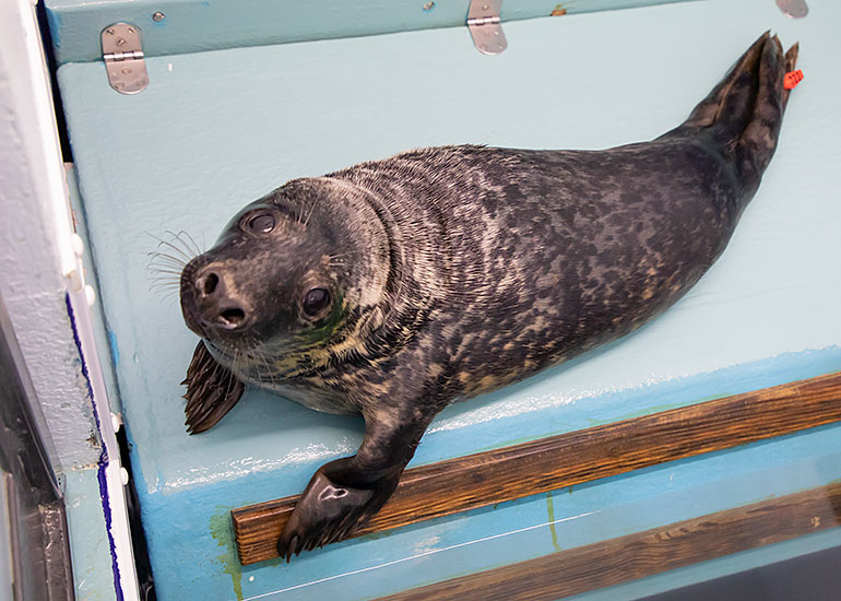 Duran Duran, rescued seal pup