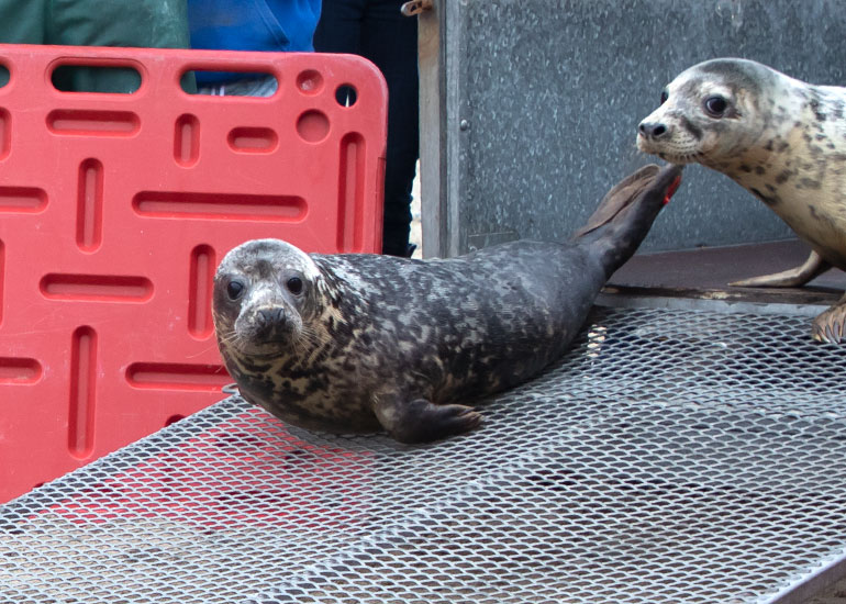 Duran Duran, rescued seal pup