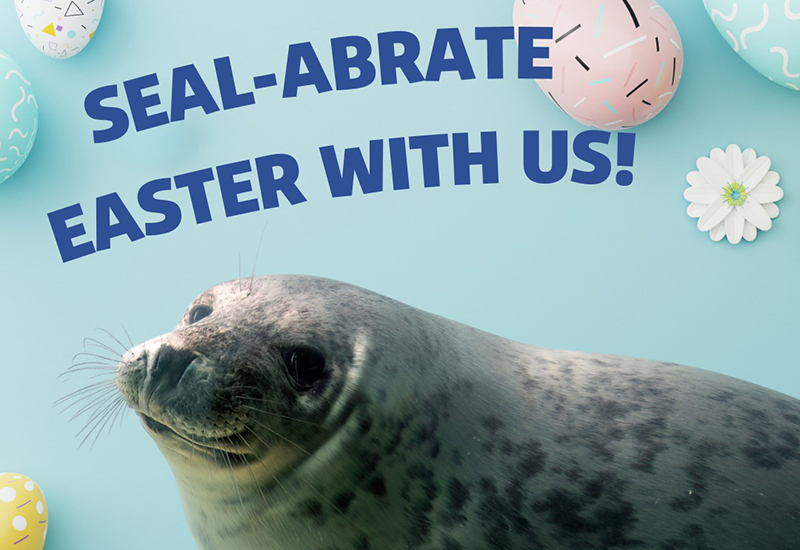 Seal-abrate Easter with the Seals!