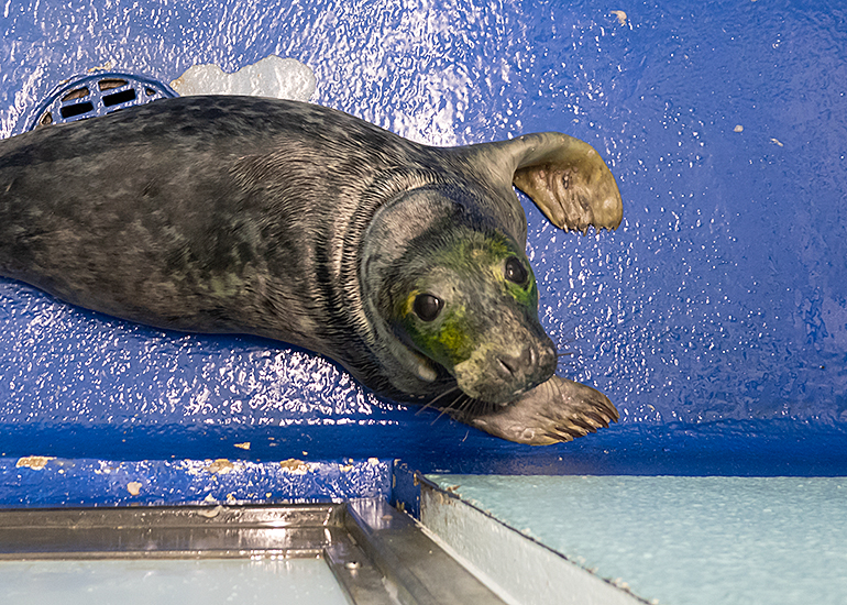 Eeyore, rescued seal pup