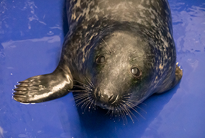 Elf - photo taken on 27th December 2019