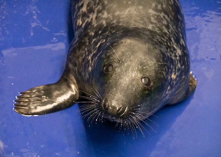 Elf, rescued seal pup