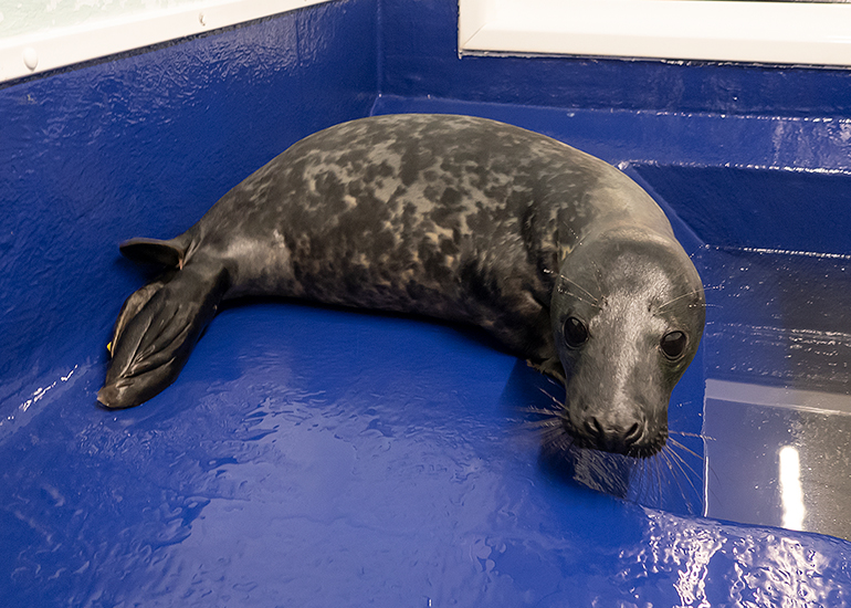 Elf, rescued seal pup