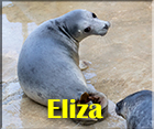 Eliza