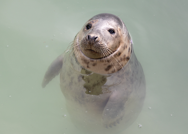 Eliza Doolittle, rescued seal pup