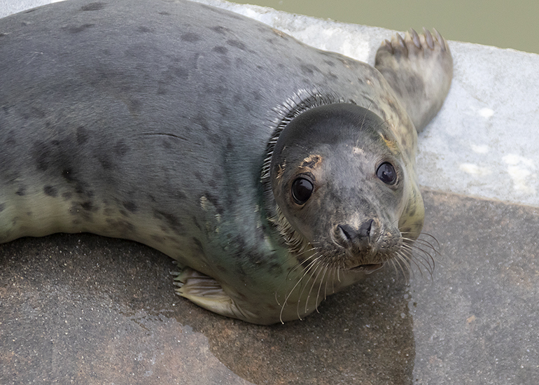 Eliza Doolittle, rescued seal pup
