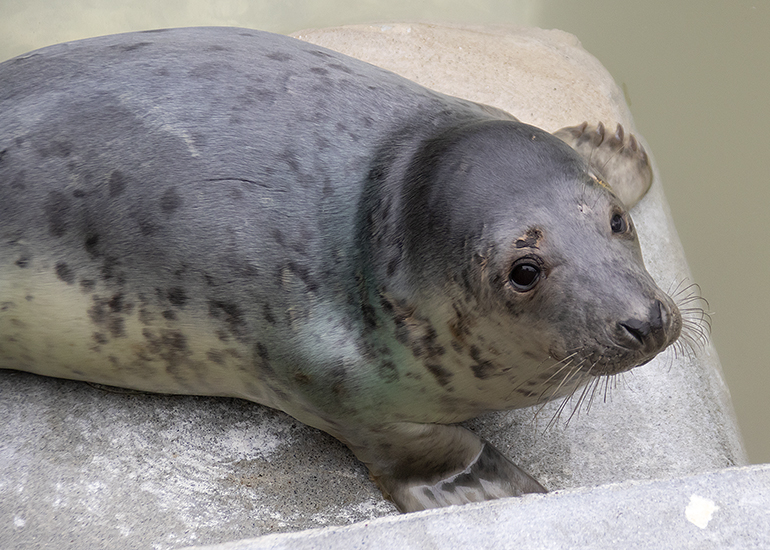 Eliza Doolittle, rescued seal pup