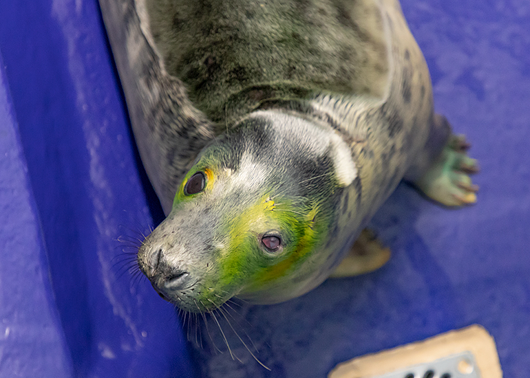 Elsa, rescued seal pup