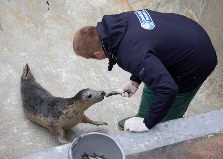 Elsa, rescued seal pup