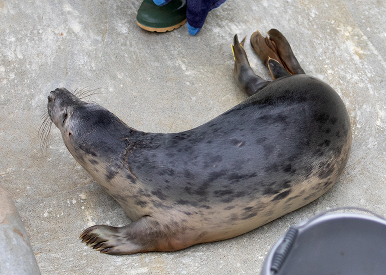 Elsa, rescued seal pup