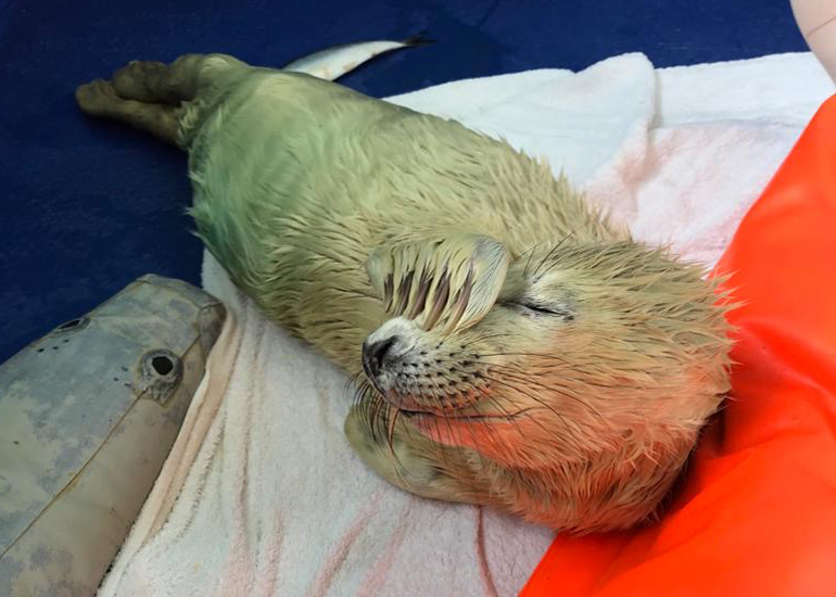 Empanada - Photo credit - Animal Care Team