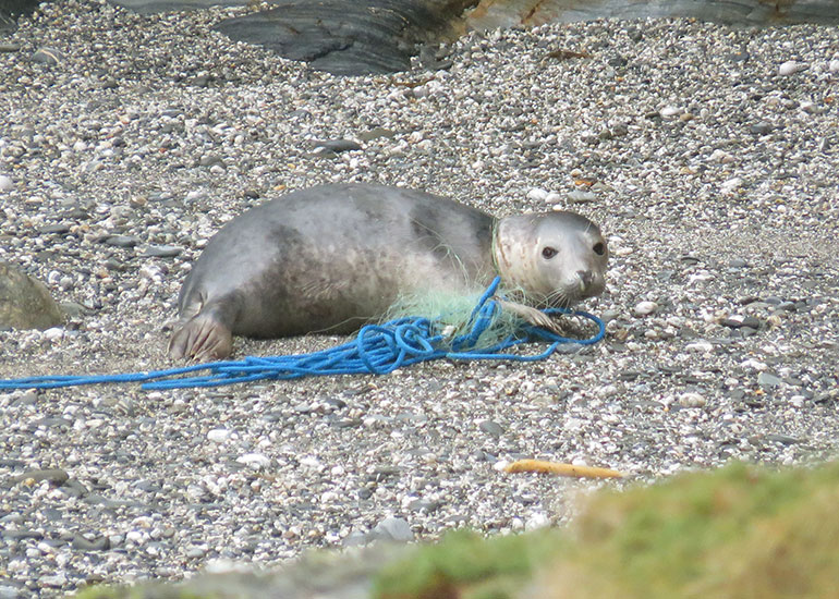 Entanglement Seal