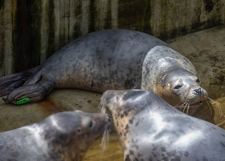 Falafel - Photo taken on 15th May 2021