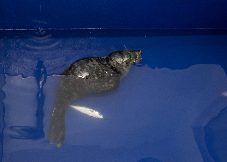 Father Christmas, rescued seal pup