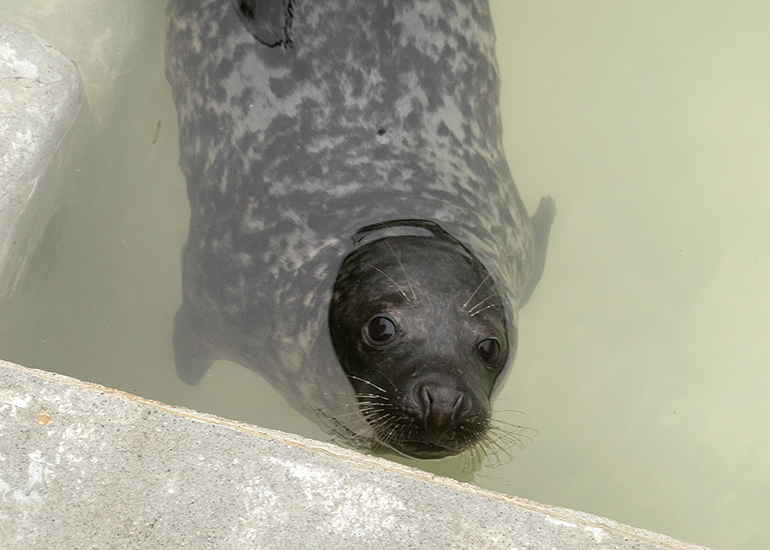 Father Christmas, rescued seal pup