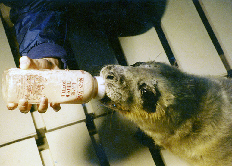 Feeding seal pups - 1992