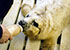 Feeding seals in 1992