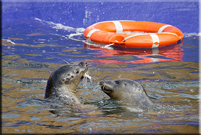 Feeding time
