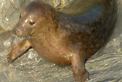 Felix - photo by Sue Sayer of the Cornish Seal Group