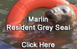 Marlin, resident grey seal, Photos