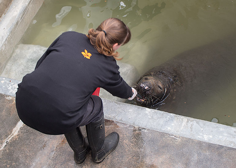 Flipper