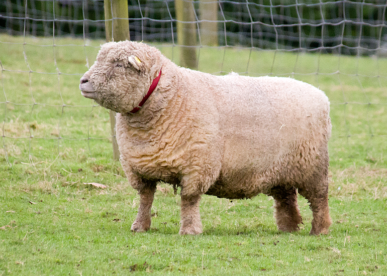 Florence - Miniature South Downs Sheep