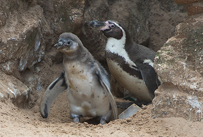 Penguins