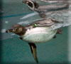 Penguin Chick - photo taken on 12th November 2017