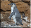 Penguin Chick - photo taken on 26th August 2017