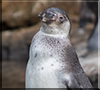 Penguin Chick - photo taken on 26th August 2017